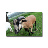 tiere