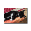 tiere