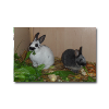 tiere