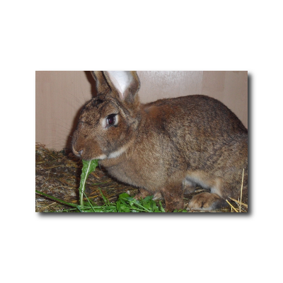 tiere