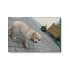 tiere