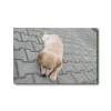 tiere
