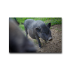tiere