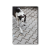 tiere