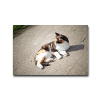 tiere