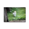tiere