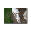 tiere
