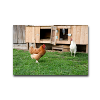 tiere